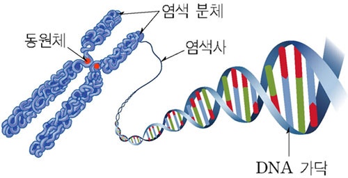 머리숱 파마 검은콩 효능