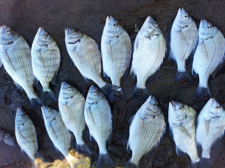 %BB%E7%C1%F8_455.jpg?type=w740