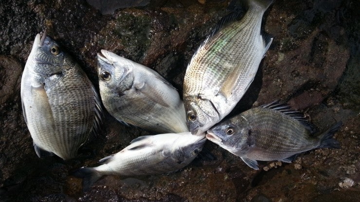 %BB%E7%C1%F8_568.jpg?type=w740