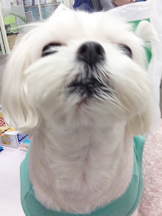 KakaoTalk_20150531_010446155.jpg?type=w7