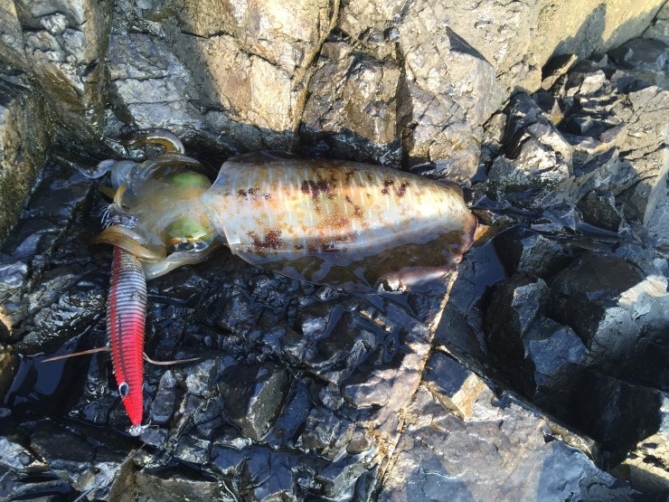 IMG_1163.JPG?type=w740