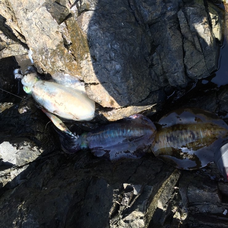 IMG_1185.JPG?type=w740