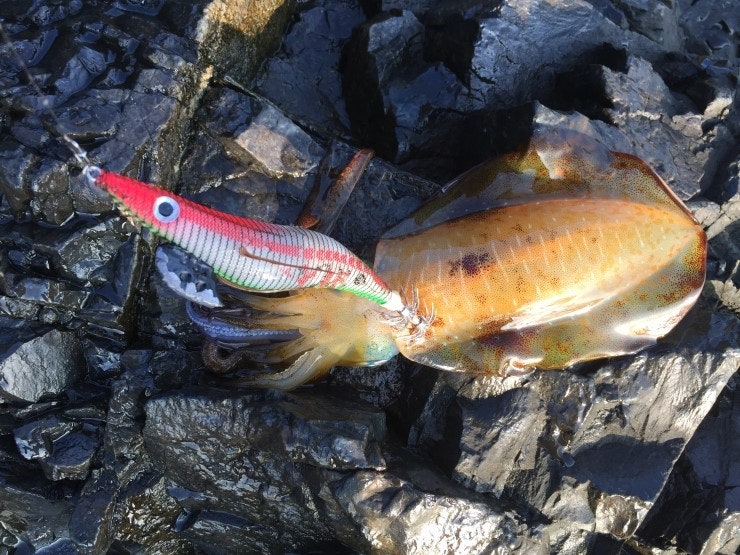 IMG_1164.JPG?type=w740