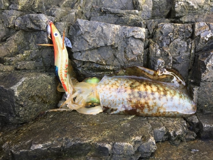 IMG_1171.JPG?type=w740